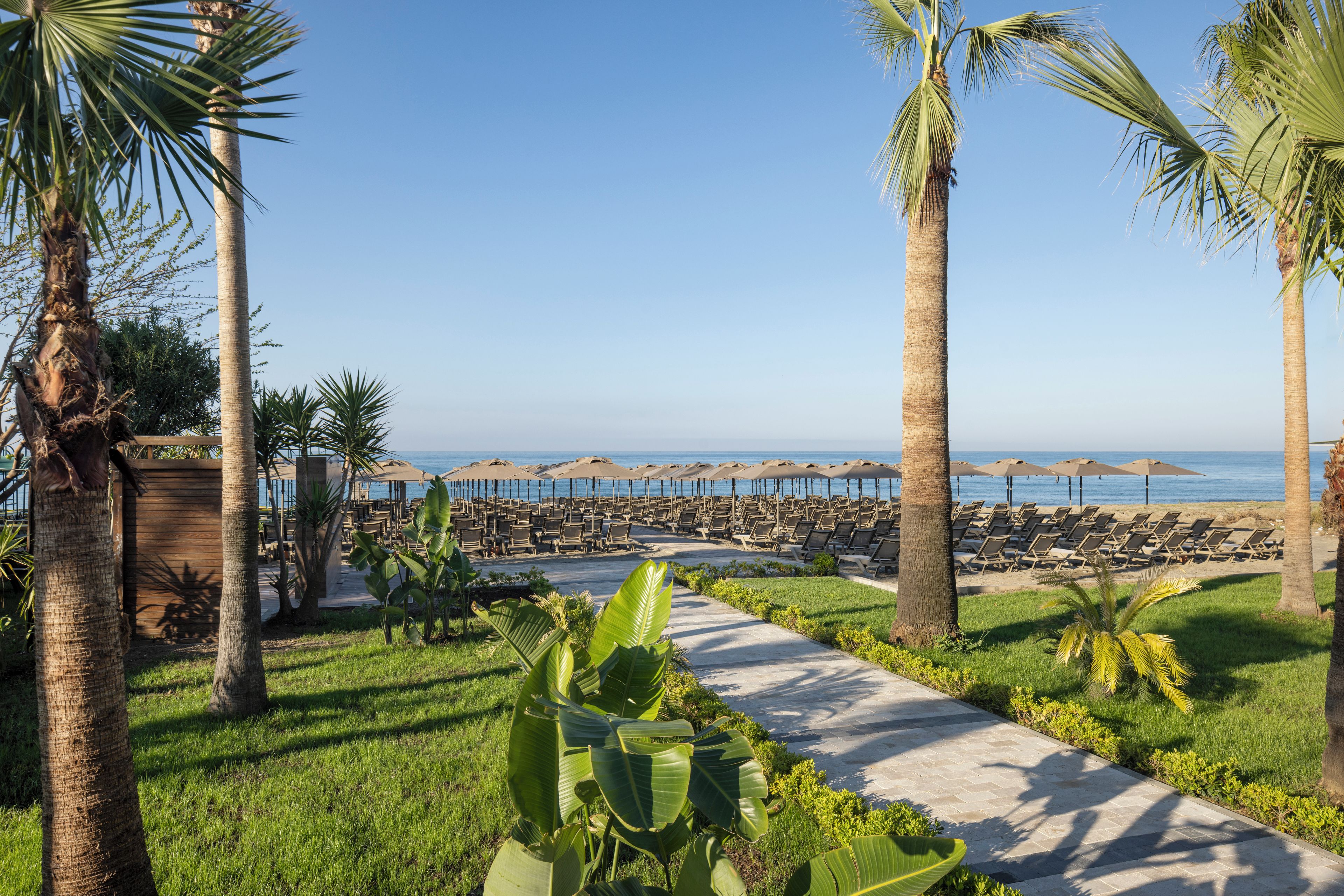 A beachside resort with rows of sun loungers and umbrellas, palm trees, and a clear view of the ocean.