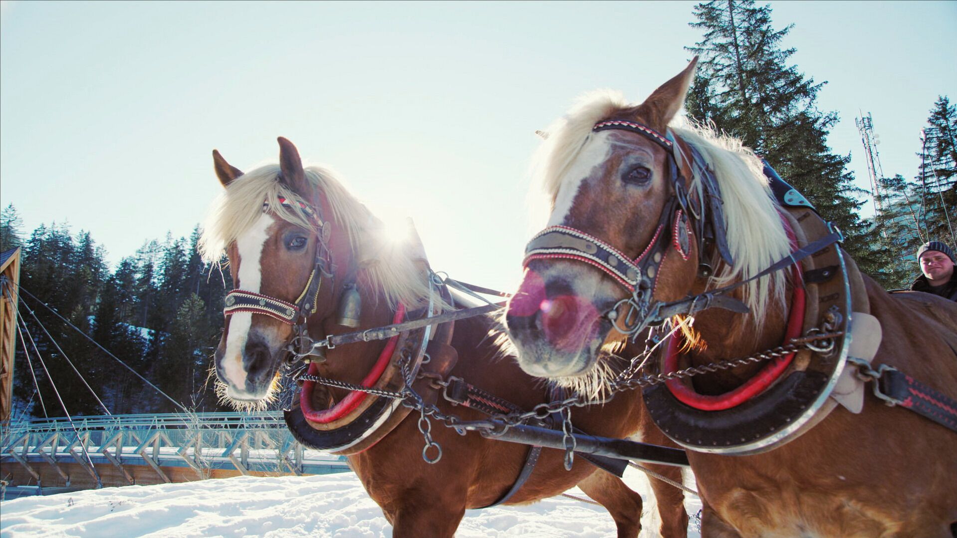 Two horses harnessed together, standing in a snowy area with a bridge and trees in the background.