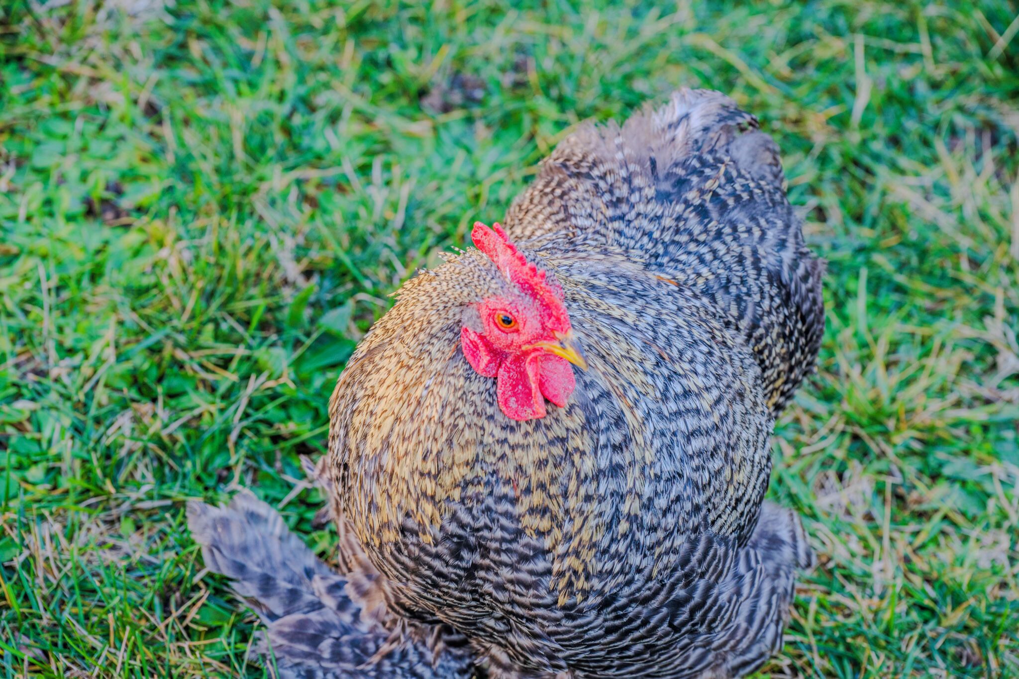 A chicken with a red comb and patterned feathers on a grassy surface.