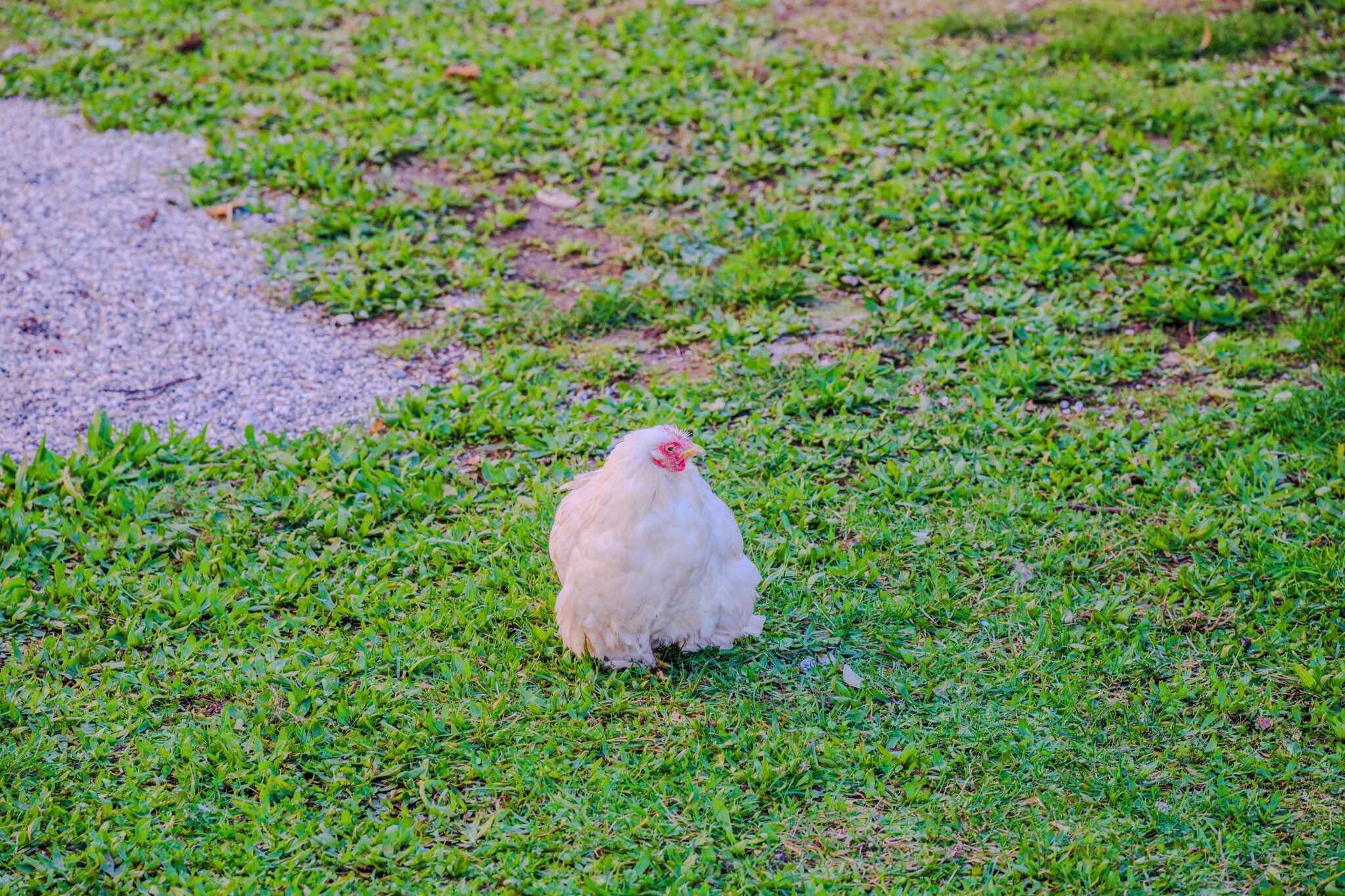 A white chicken on a grassy area.
