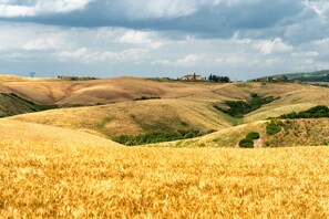 Ländliche Landschaft mit sanften Hügeln, einem Weizenfeld und ein paar Gebäuden in der Ferne.