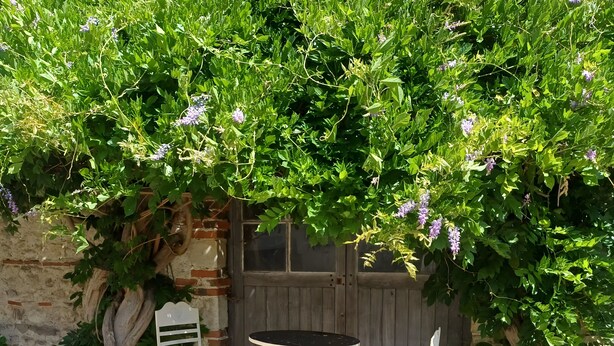 Um jardim com uma mesa e cadeiras, um banco de madeira e uma parede coberta de hera.