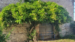 Paredede pedra com um banco de madeira e folhagem verde exuberante.