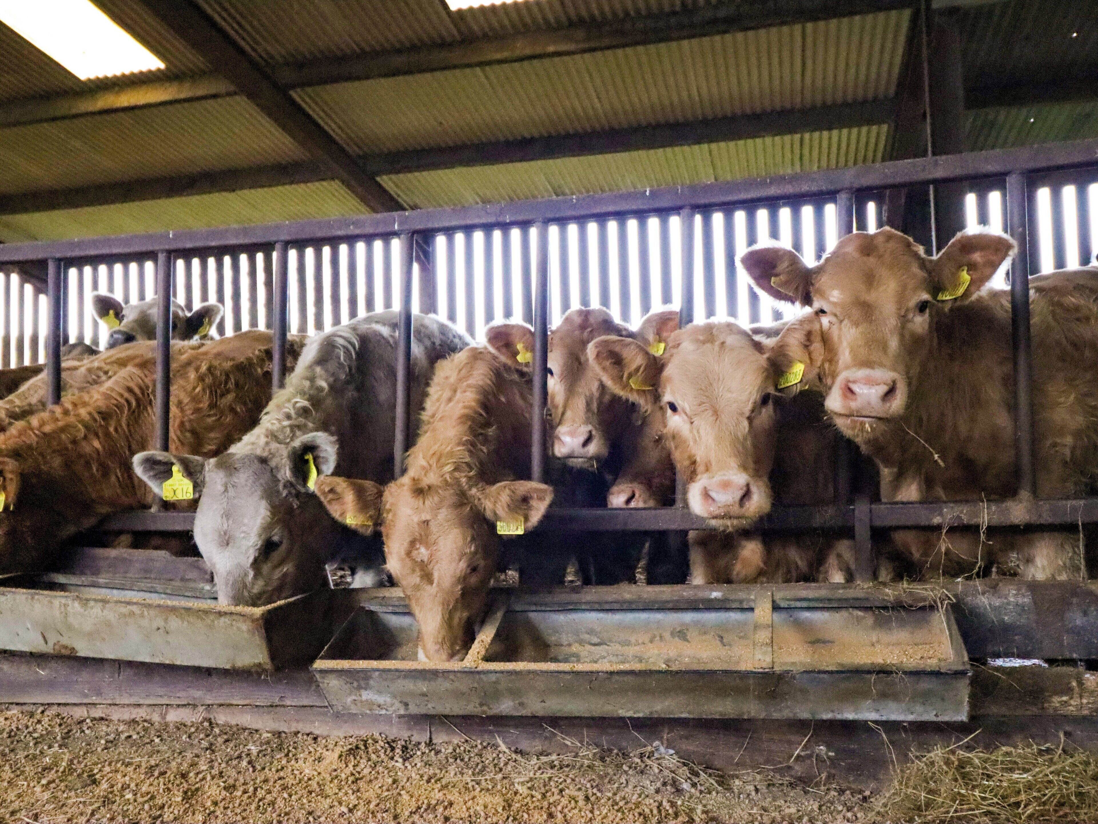 A group of cattle in a barn with metal railings and feeding troughs.