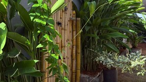 A garden with a bamboo fence, various tropical plants, and a stone pathway. - PRIIMA (Ahangama)