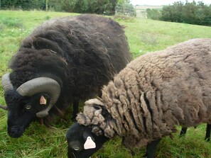 Miscellaneous - Bed and Breakfast 'Chambre Emile' (Plouvorn)