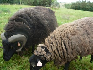 Miscellaneous - Bed and Breakfast 'Chambre Emile' (Plouvorn)