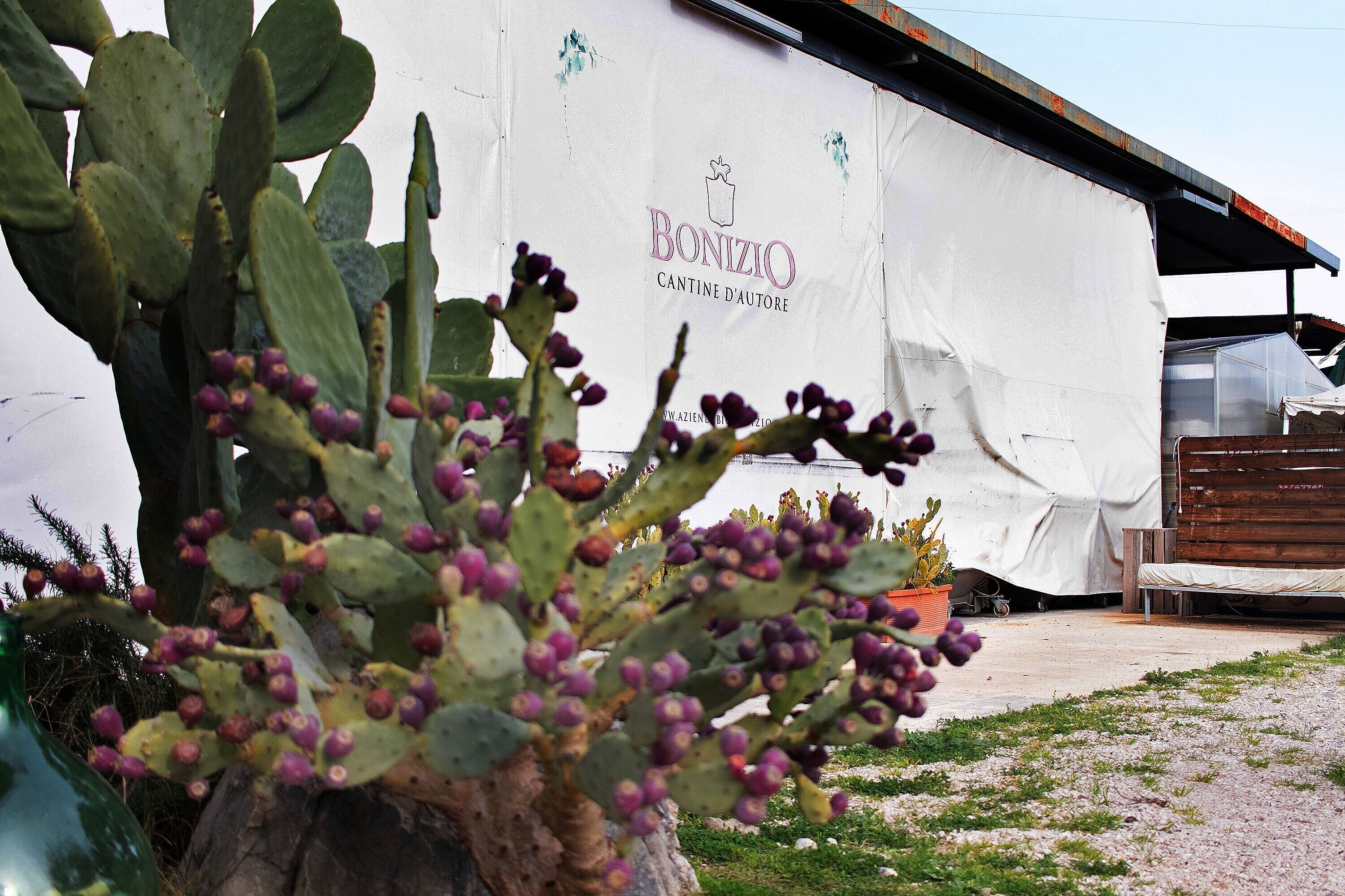 A cactus plant in front of a building with a sign that reads 'BONIZIO CANTINE D'AUTEUR.'