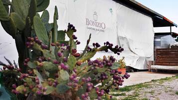 A cactus plant in front of a building with a sign that reads 'BONIZIO CANTINE D'AUTEUR.'