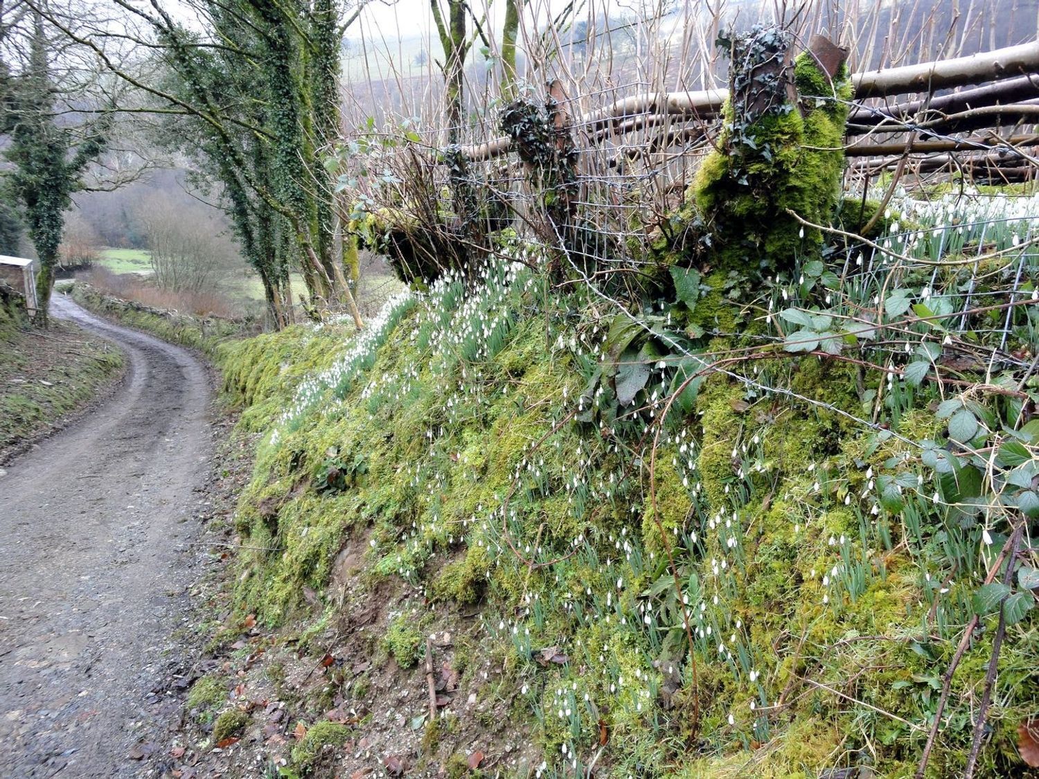 Un chemin de terre qui traverse une zone rurale, avec une clôture et de la végétation d’un côté.