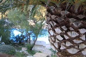 A palm tree with a textured trunk and a stone pathway leading to a building.