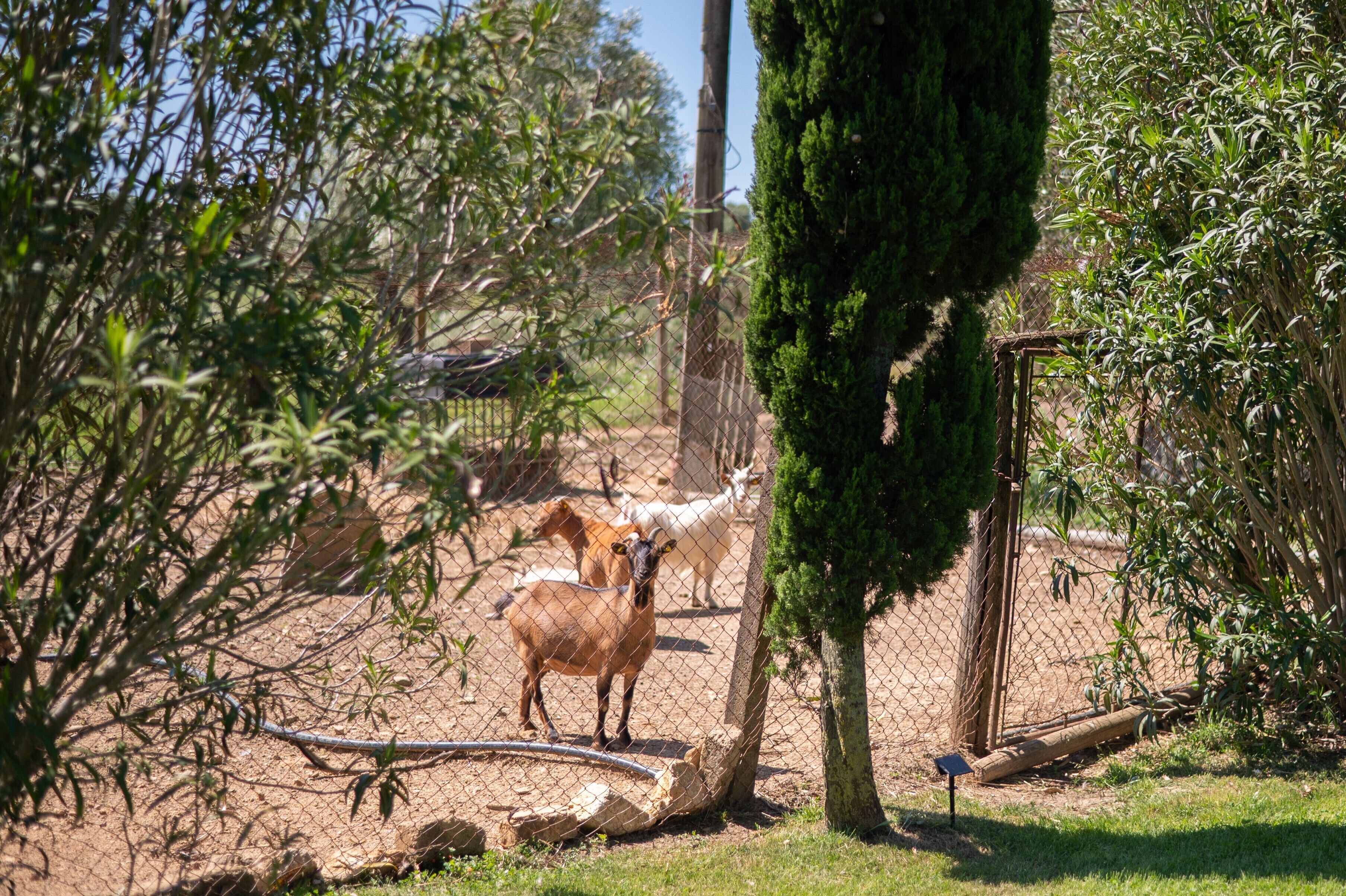 Un cerramiento con cabras, un árbol y una estructura de madera.