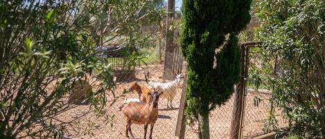 Un cerramiento con cabras, un árbol y una estructura de madera.