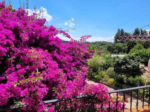 Casa Alema Monchique pet friendly!