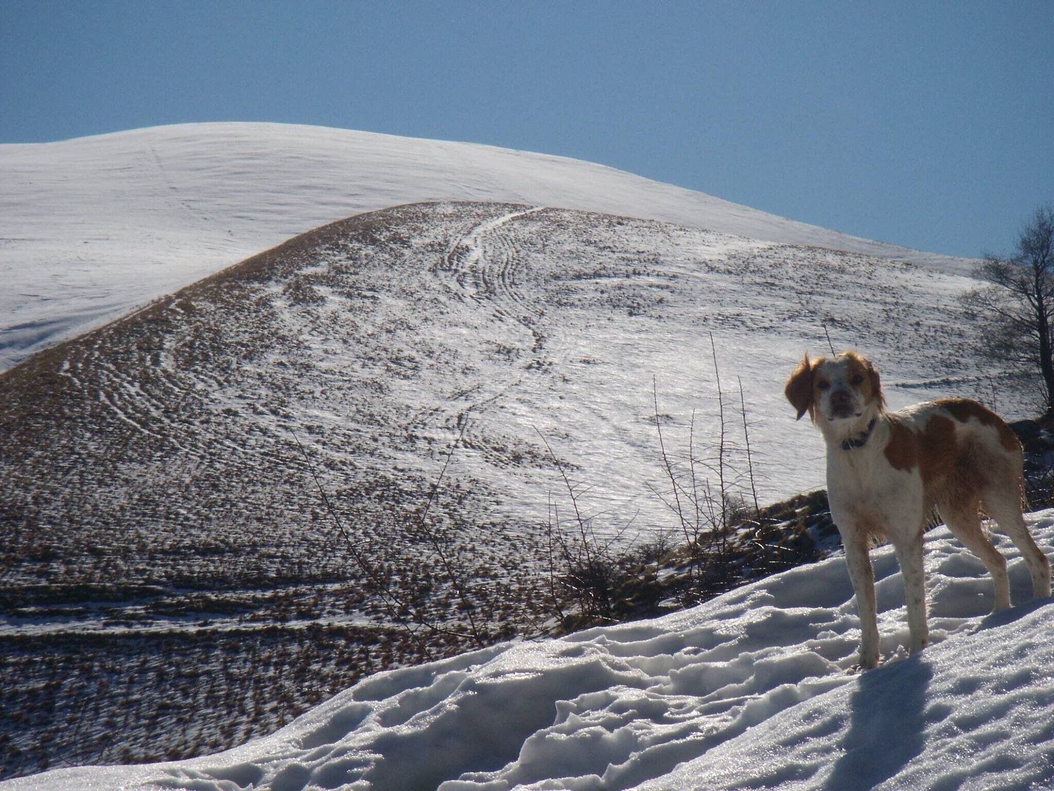 A dog standing on snow-covered ground with a hilly landscape in the background.