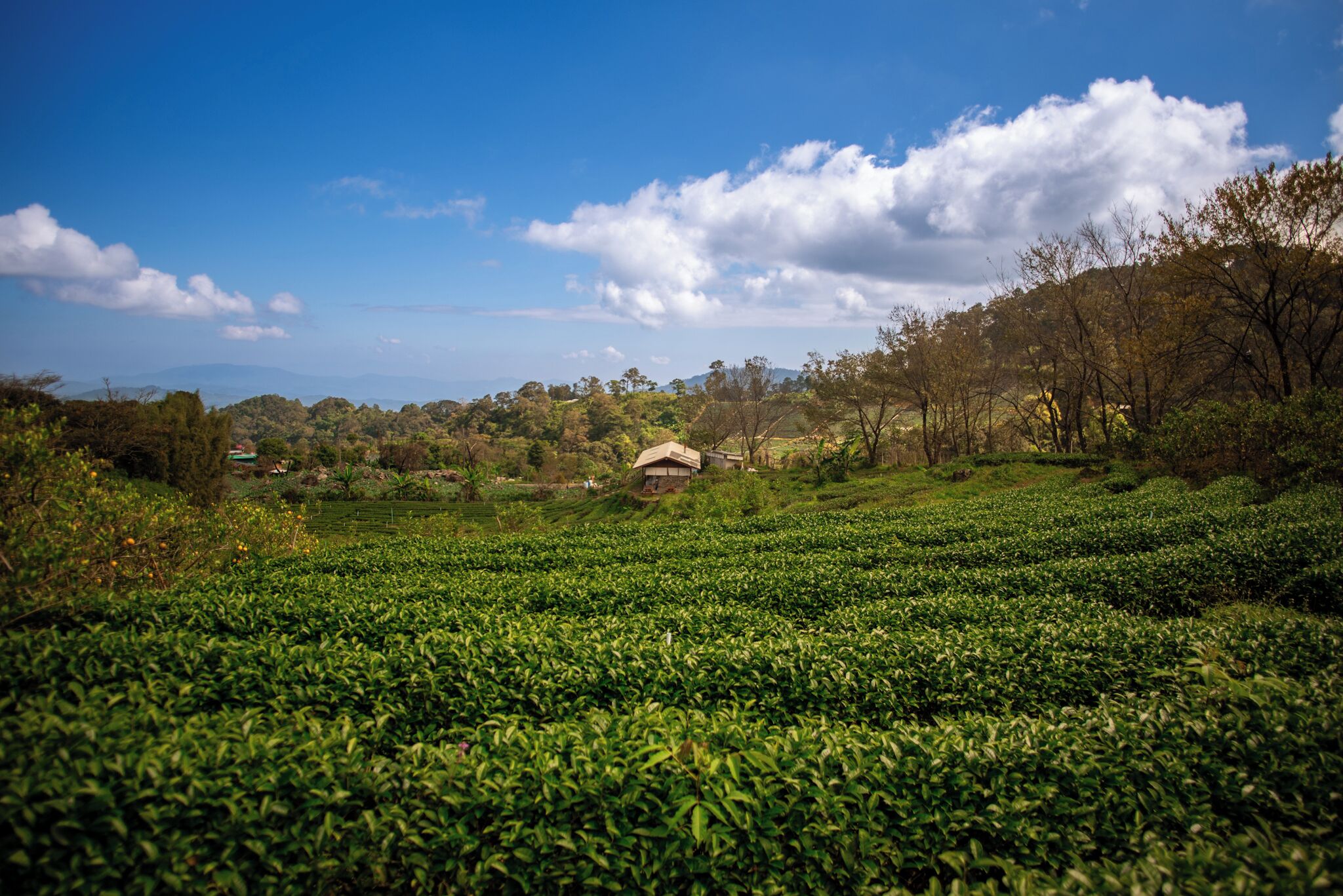 Una plantación de té con hileras de plantas de té y algunos edificios al fondo.