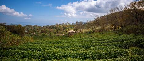 Una plantación de té con hileras de plantas de té y algunos edificios al fondo.