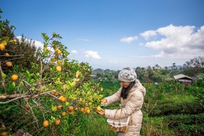 Garden - Doi Inthanon Tea Farmstay (Mae Wang)