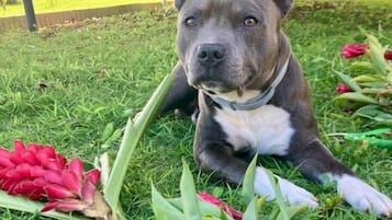 Ein Hund liegt im Gras, umgeben von Blumen.