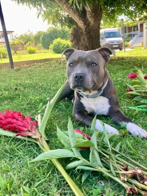 A dog lying on grass with flowers around it. - Gîte Mango-Passion Le Domaine Mannou (Sainte Rose)