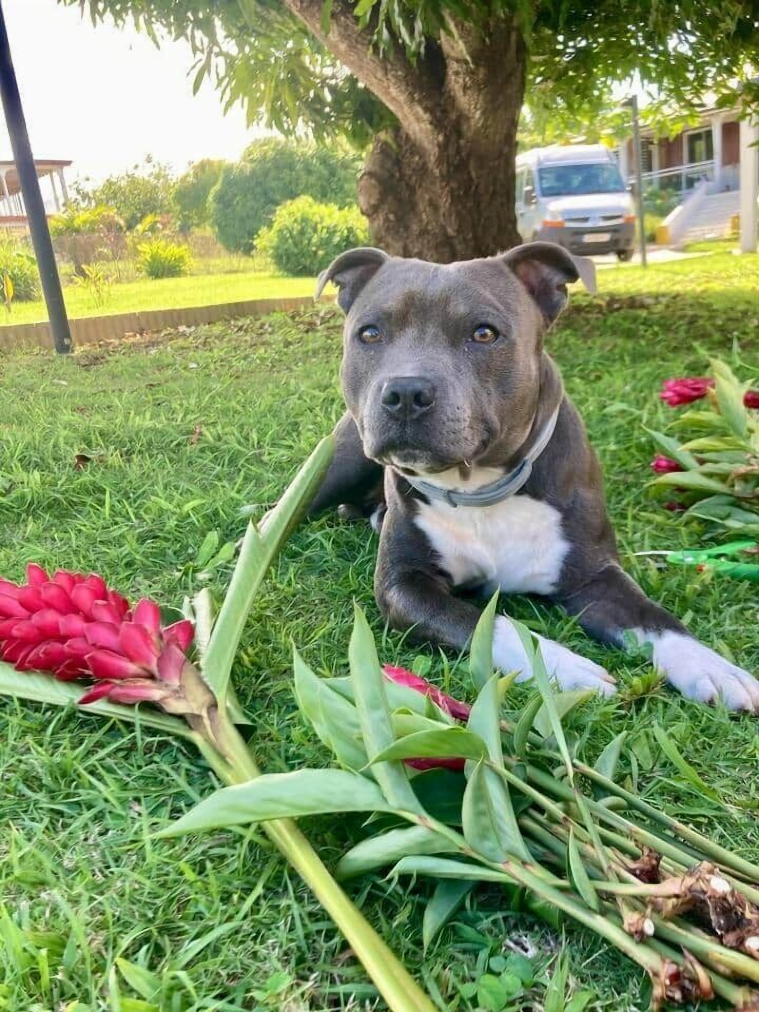 A dog lying on grass with flowers around it.