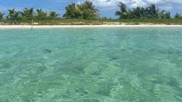 A clear view of a beach with turquoise water, palm trees, and a sandy shore. - Gîte Coco-orchidées Le Domaine Mannou (Sainte Rose)