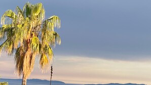 Uitzicht op de kust met een palmboom, een grote plantenbak met een aloëplant en een verre kustlijn.