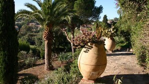 Een tuin met een palmboom, een grote vaas en een pad van stenen.