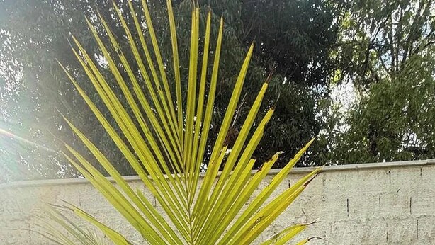 A palm tree in a garden with a white wall and a signpost with directional arrows. - Esmeraldas Garden Site, a peaceful place with a wonderful view and a swimming pool. (Esmeraldas)