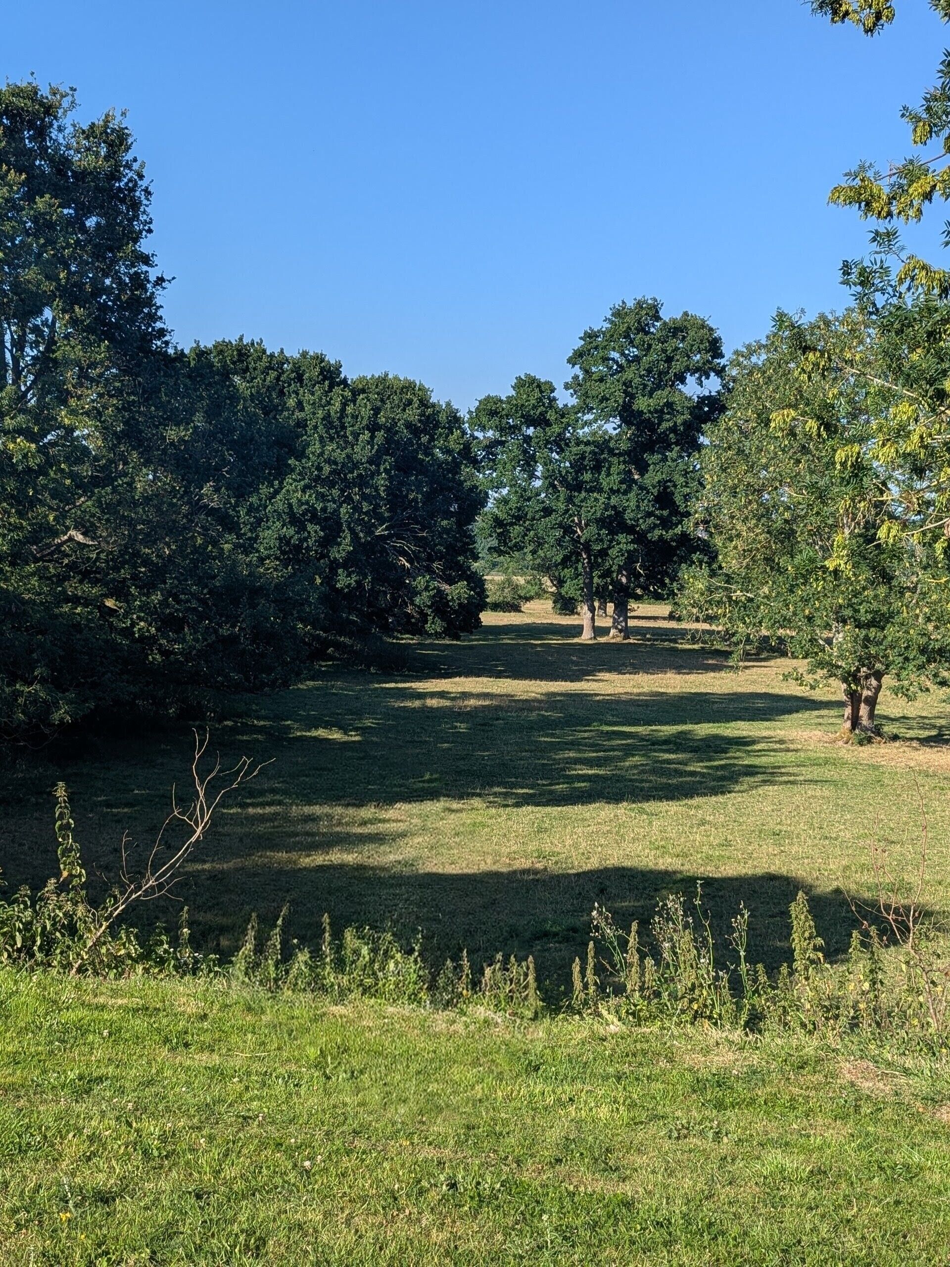 A grassy field with trees and a clear sky.