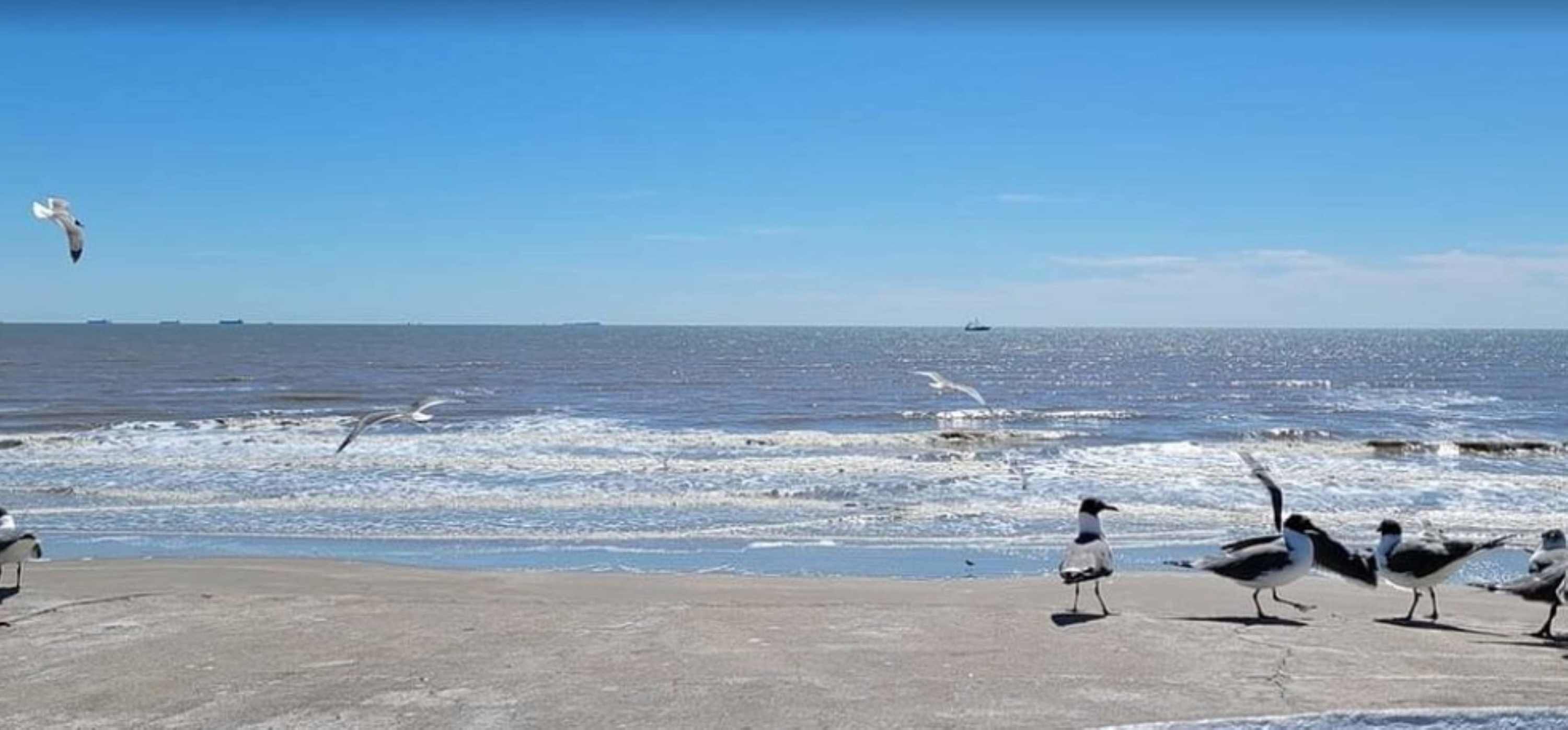 A beach with seagulls and the ocean.