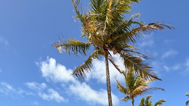 A beachside structure with a wooden deck and palm trees. - Bangal Beira da Lagoa com Acesso Direto Praia (Prado)