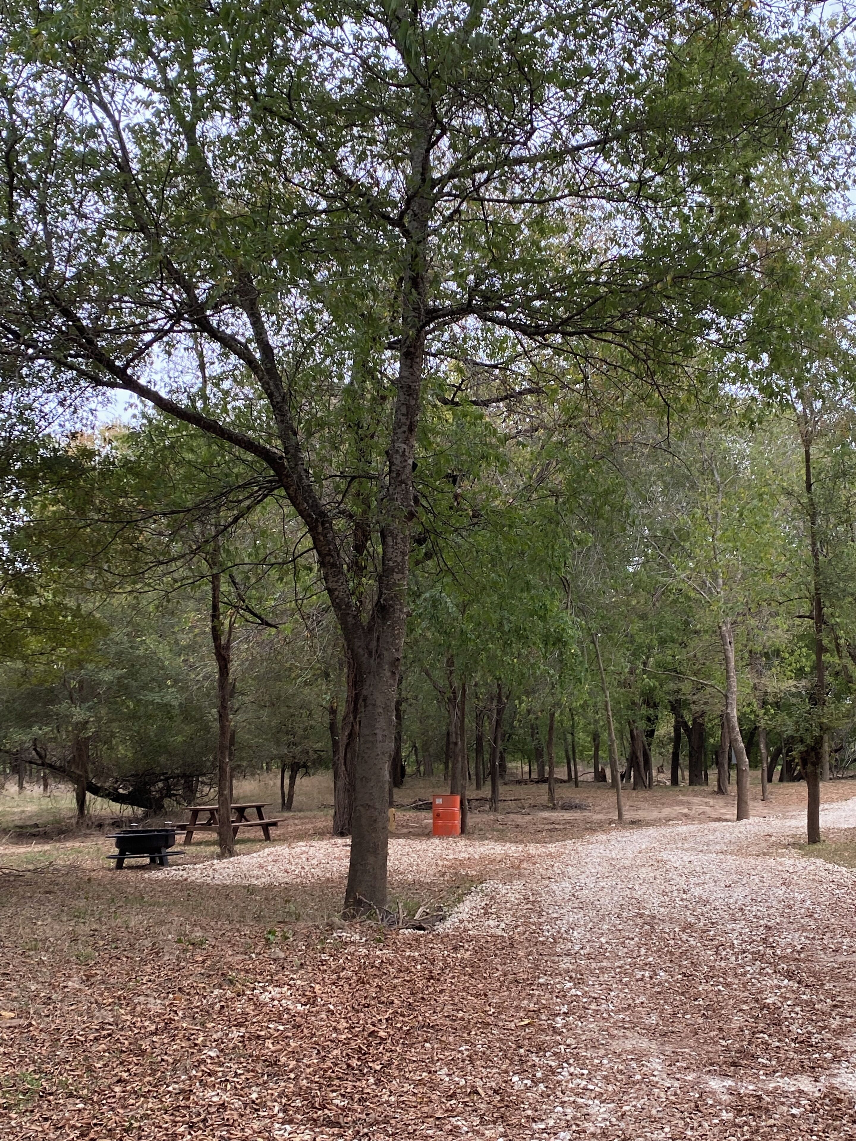 Zona boscosa con mesas de picnic y un contenedor de basura.