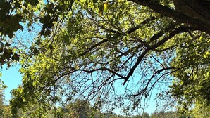 A natural landscape with a river, trees, and a clear sky. - Site 3 Private camp power @ site w Hot Showers & Potty At The CommunityBathhouse (Smithville)