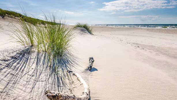 Une plage de sable avec de l’herbe et un morceau de bois flotté.