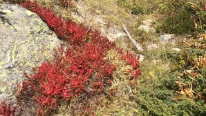 Una cabaña de montaña con una terraza de madera y una zona de observación con paredes de vidrio.