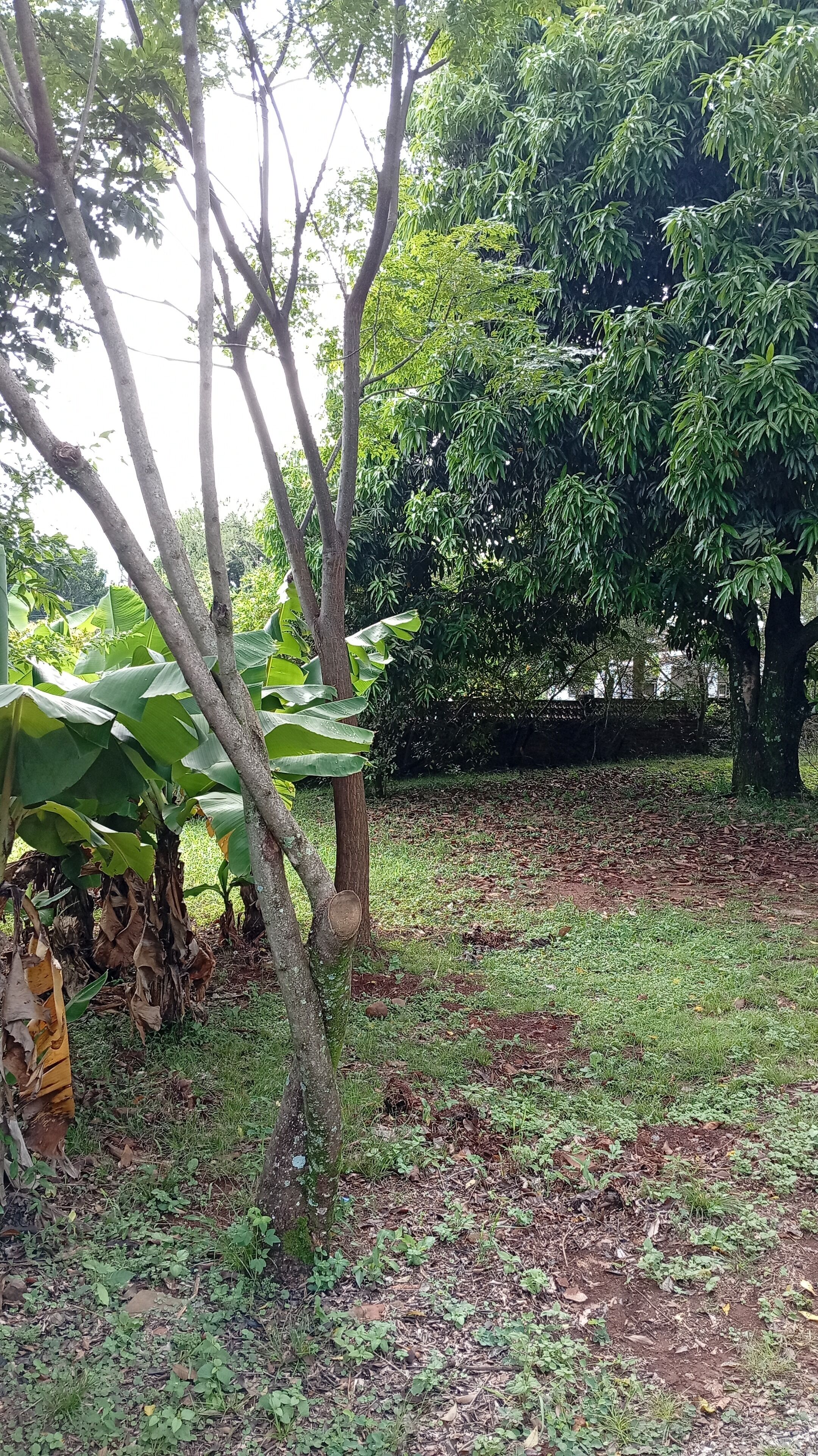 Un espace jardin aménagé avec des arbres, de la pelouse et un arbre doté d’une grande feuille.