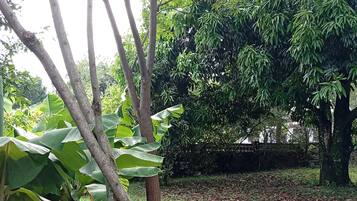Un espace jardin aménagé avec des arbres, de la pelouse et un arbre doté d’une grande feuille.
