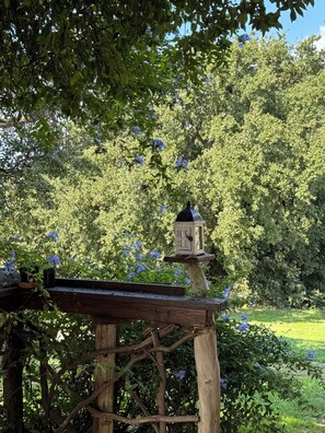 Property grounds - Petrarca Apartment - Podere Novo (Bibbona)