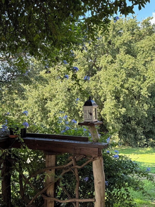 Property grounds - Petrarca Apartment - Podere Novo (Bibbona)