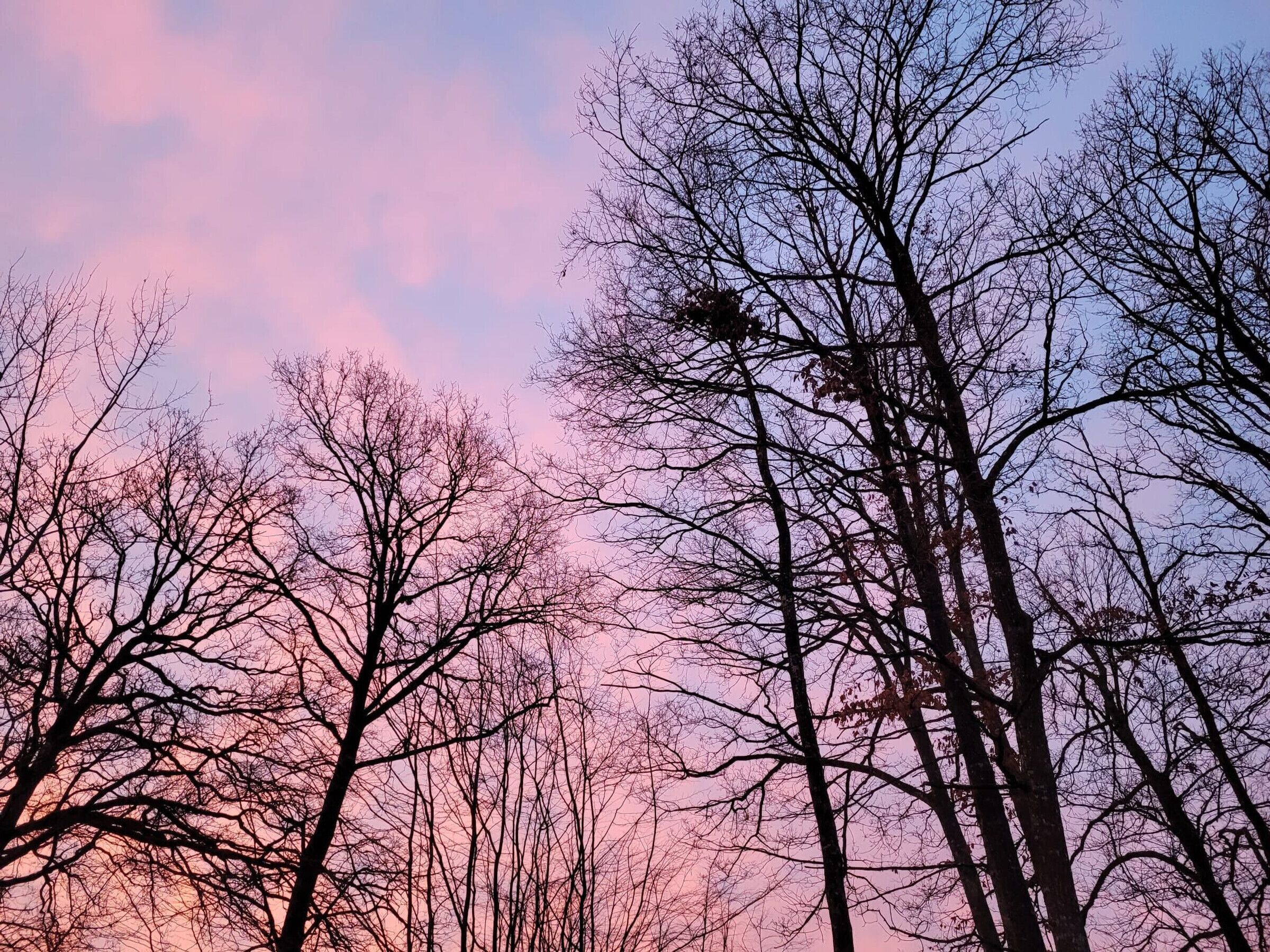 Een bos met hoge, kale bomen tegen een roze en paarse lucht.