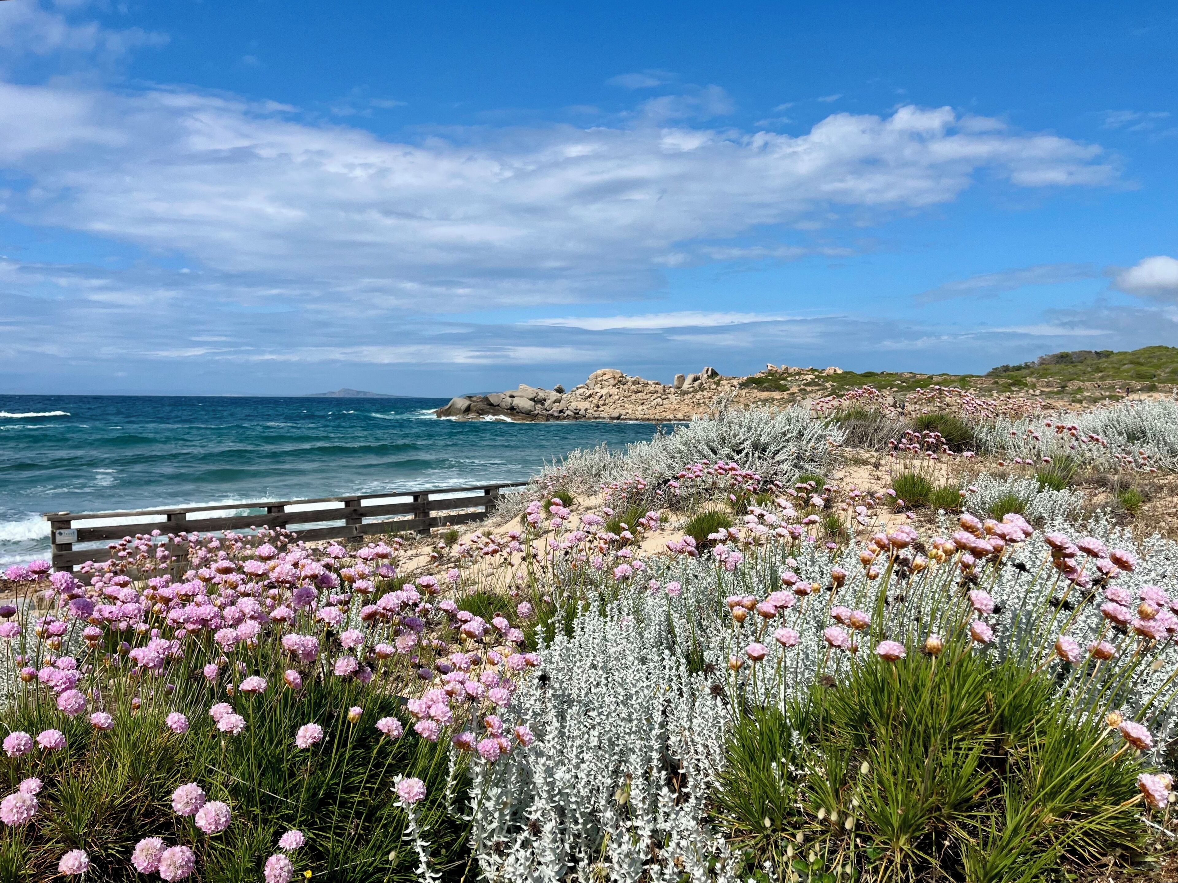 Un paysage côtier avec une clôture en bois, des affleurements rocheux et une variété de plantes à fleurs.