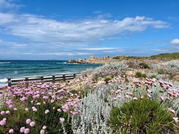 Un paysage côtier avec une clôture en bois, des affleurements rocheux et une variété de plantes à fleurs.