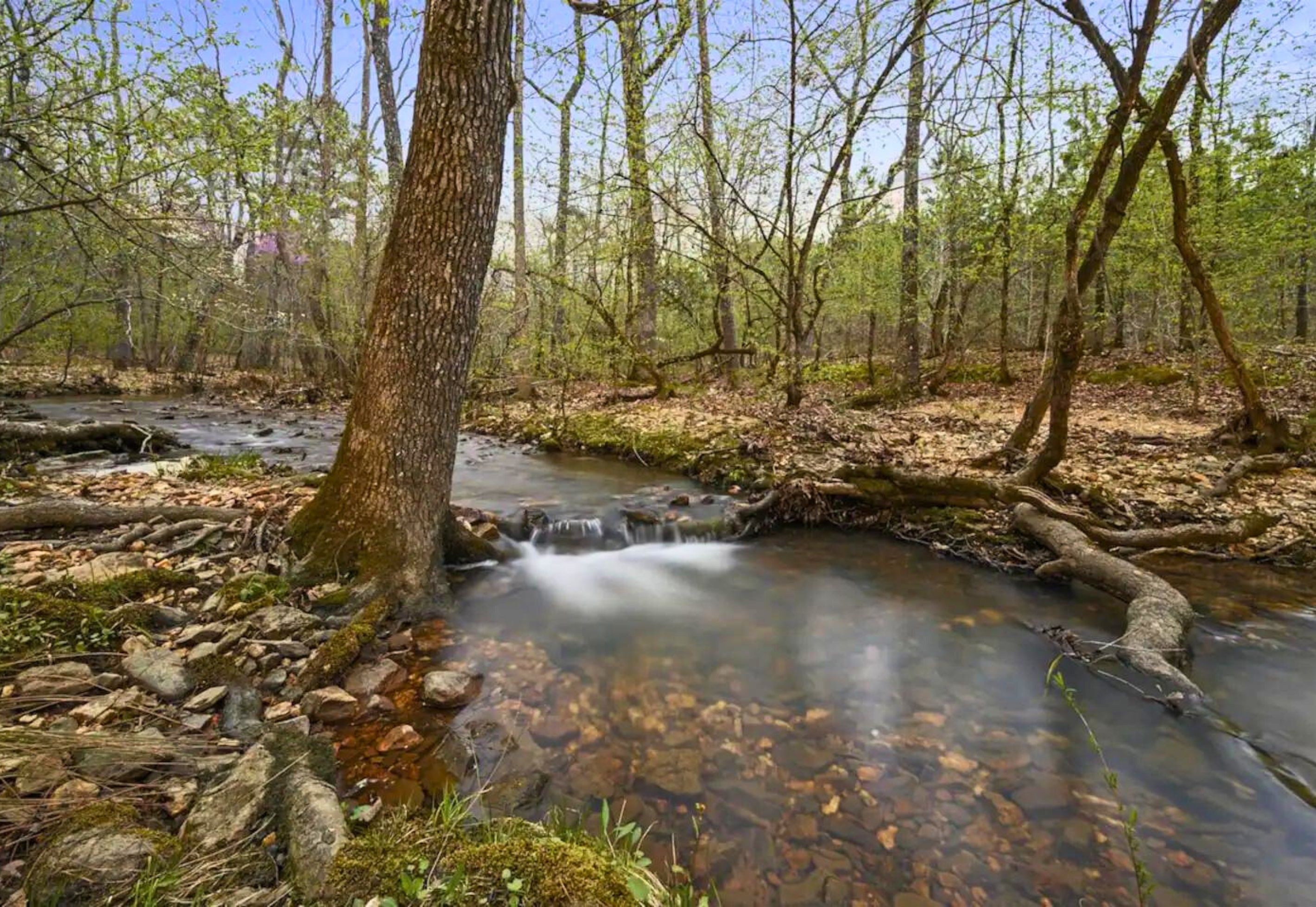 Ein WaldBach mit klarem Wasser, umgeben von Bäumen und Steinen.