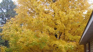 Un árbol con hojas amarillas en un jardín con una casa al fondo.