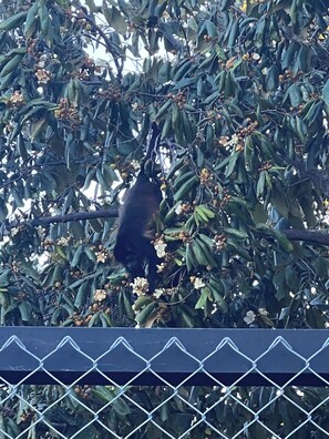 Miscellaneous - Pickleball Jungle Parrot (Garza)