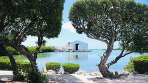 Un puerto deportivo con barcos, un edificio que dice 'Duck Key Marina' y una playa arenosa con árboles.