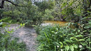A natural landscape with a dirt path leading to a small body of water, surrounded by dense vegetation and trees.