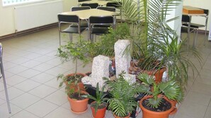 Une salle de classe avec des tables et des chaises, entourée de plantes en pot et dotée d’un tableau blanc.