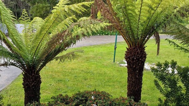 Two large ferns with thick trunks in a landscaped garden area. - Snug Stays After Wild Days (Strahan)